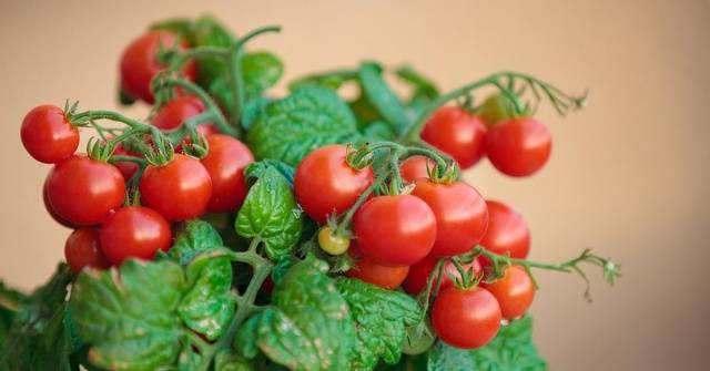 Tomato Bonsai: characteristics and description of the variety