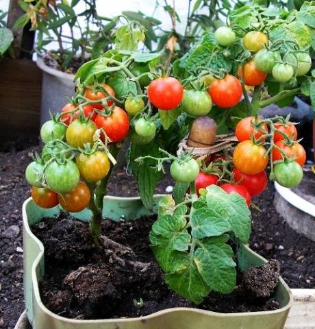 Tomato Bonsai: characteristics and description of the variety