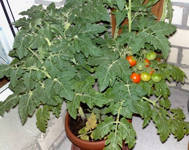 Tomato Bonsai: characteristics and description of the variety