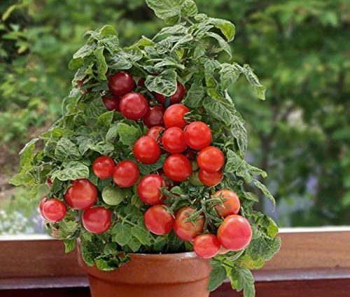 Tomato Bonsai: characteristics and description of the variety