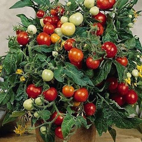 Tomato Bonsai: characteristics and description of the variety