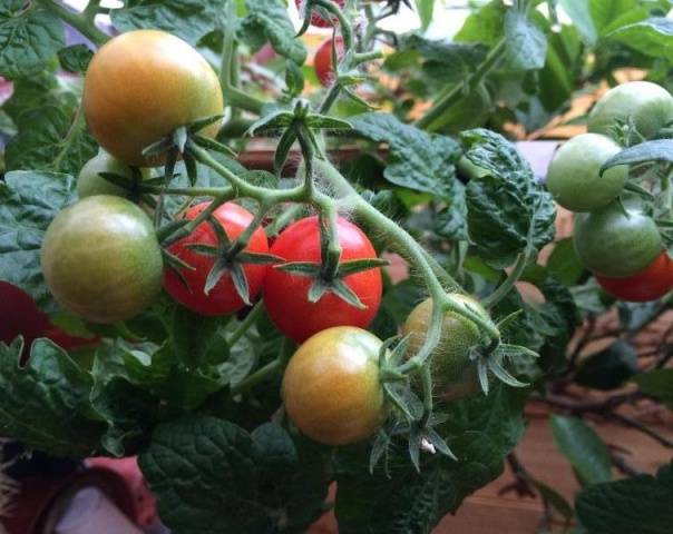 Tomato Bonsai: characteristics and description of the variety