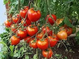 Tomato Budenovka: characteristics and description of the variety