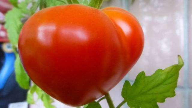 Tomato Budenovka: characteristics and description of the variety