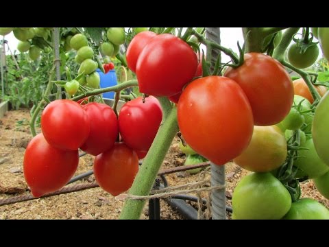 Tomato Budenovka: characteristics and description of the variety