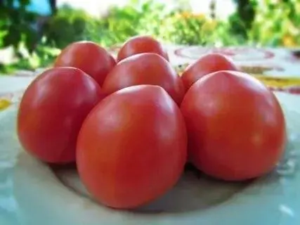 Tomato Budenovka: characteristics and description of the variety