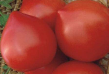 Tomato Budenovka: characteristics and description of the variety