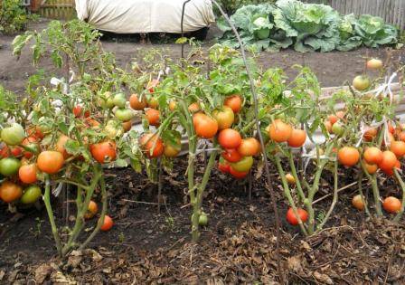 Tomato Budenovka: characteristics and description of the variety