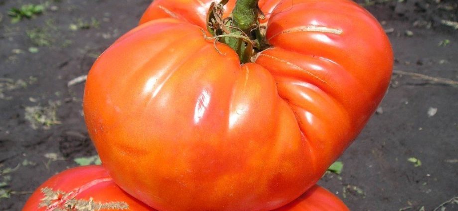 Tomato Budenovka: characteristics and description of the variety