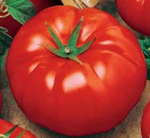 Tomato Bulls forehead