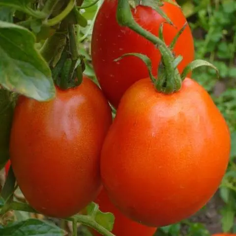 Tomato Buyan