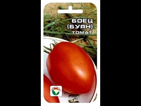 Tomato Buyan