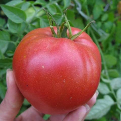 Tomato Cardinal