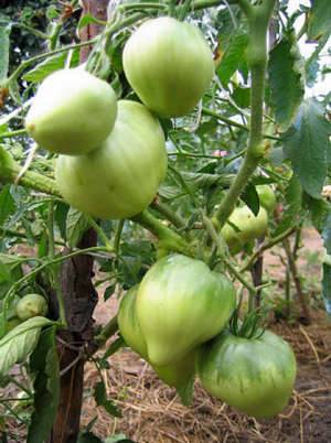 Tomato Cardinal