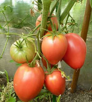 Tomato Cardinal