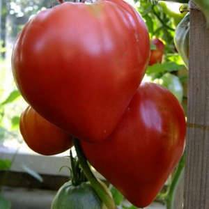 Tomato Cardinal