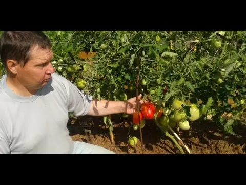 Tomato Cardinal