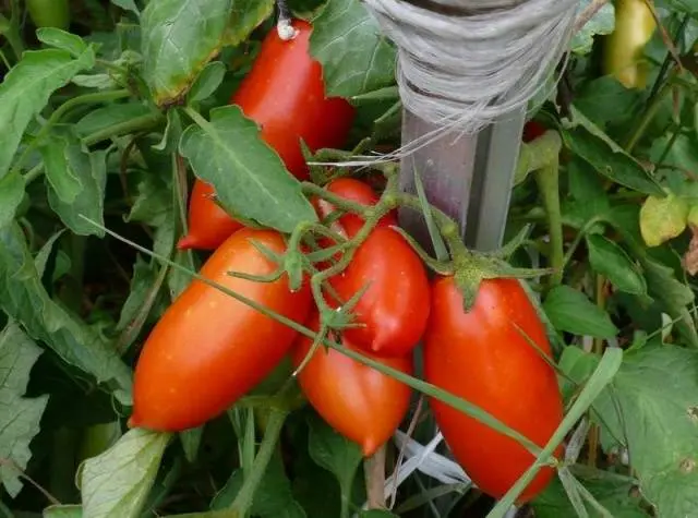 Tomato Caspar: reviews, photos, yield