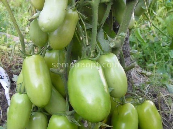 Tomato Caspar: reviews, photos, yield