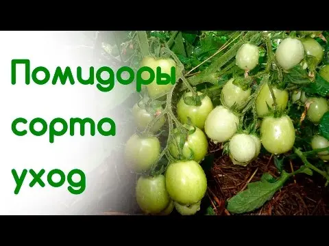 Tomato Caspar: reviews, photos, yield