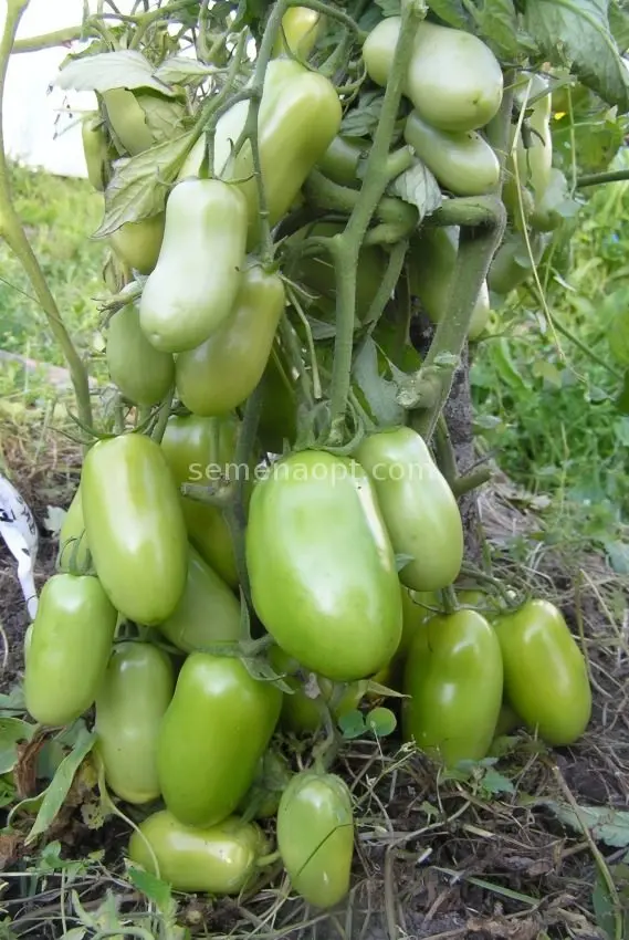 Tomato Caspar: reviews, photos, yield