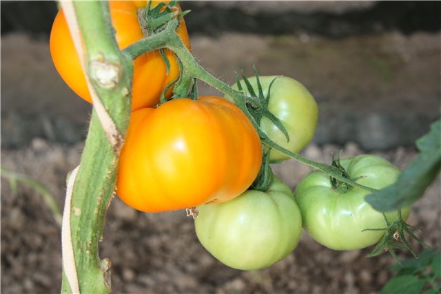 Tomato Charm: reviews, photos, yield