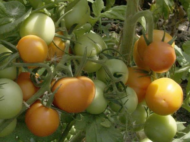 Tomato Charm: reviews, photos, yield