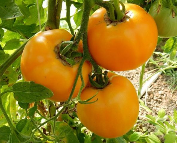 Tomato Charm: reviews, photos, yield