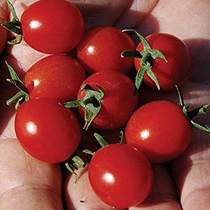 Tomato Charm: reviews, photos, yield