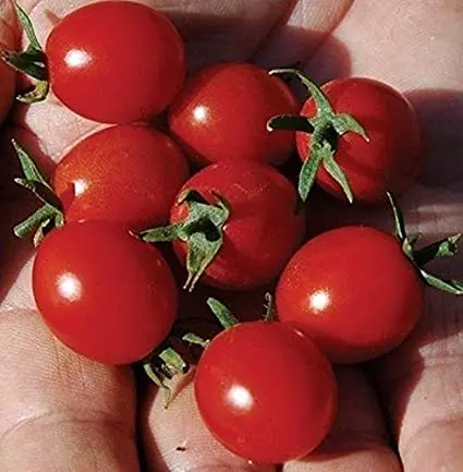 Tomato Charm: reviews, photos, yield