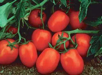 Tomato Chibli F1