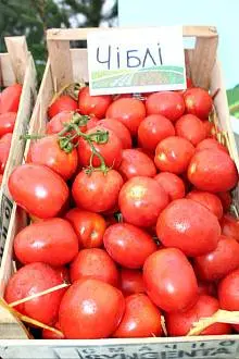 Tomato Chibli F1