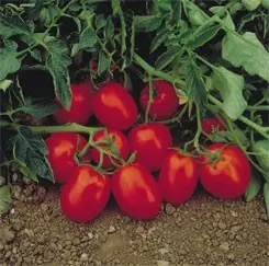 Tomato Chibli F1