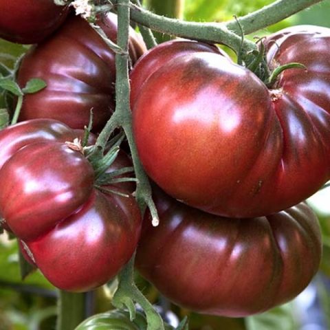 Tomato Chocolate Miracle: reviews, photos, yield