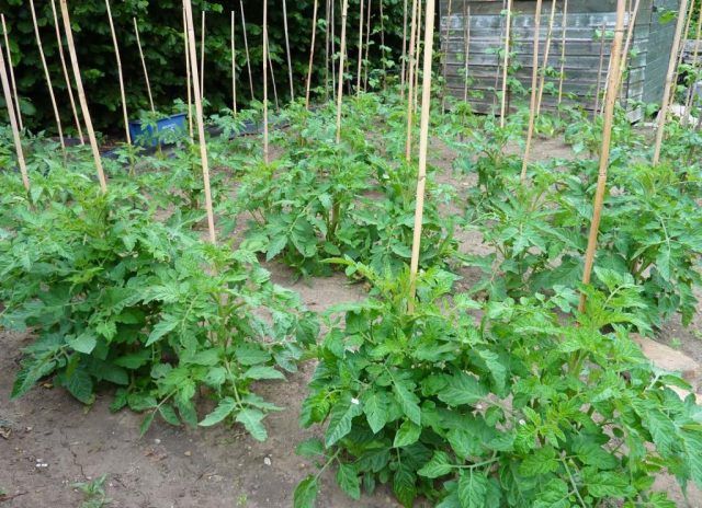 Tomato Chocolate Miracle: reviews, photos, yield