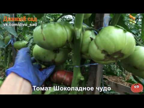 Tomato Chocolate Miracle: reviews, photos, yield