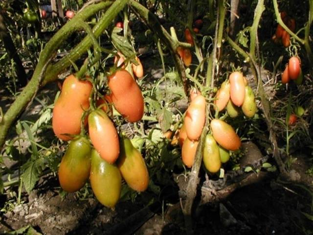 Tomato Chukhloma: characteristics and description of the variety