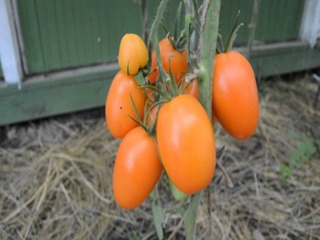 Tomato Chukhloma: characteristics and description of the variety