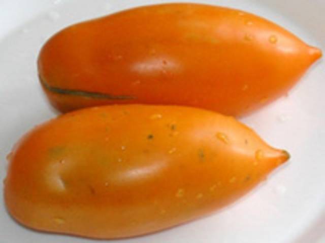 Tomato Chukhloma: characteristics and description of the variety