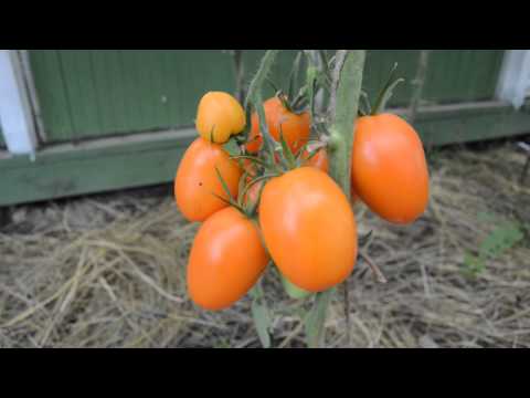 Tomato Chukhloma: characteristics and description of the variety