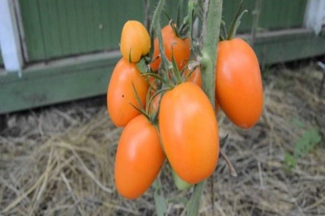 Tomato Chukhloma: characteristics and description of the variety