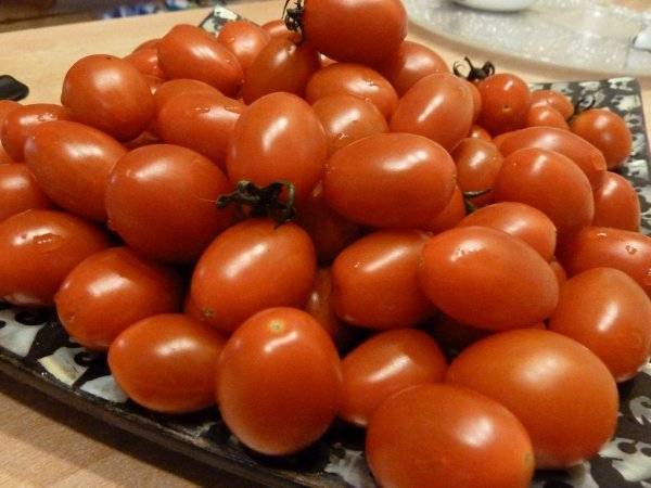 Tomato Classic: characteristics and description of the variety