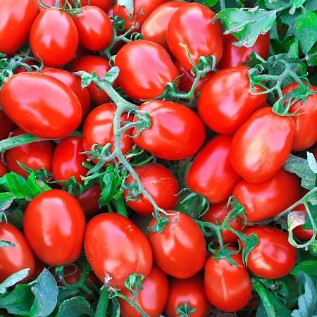 Tomato Classic: characteristics and description of the variety