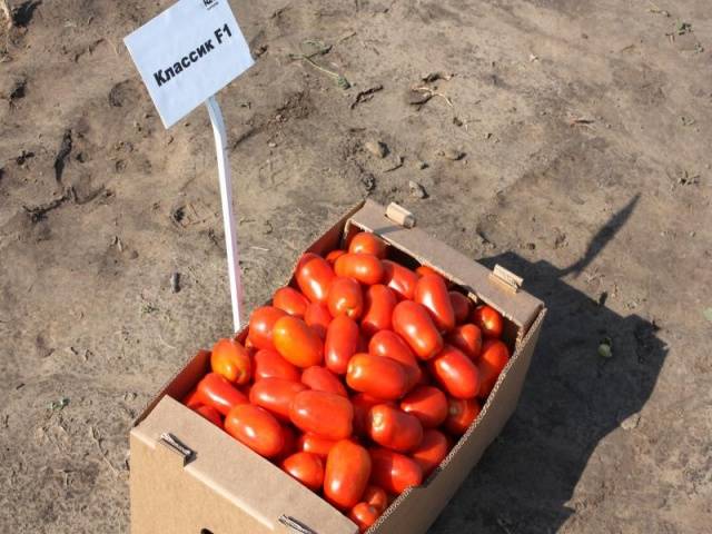 Tomato Classic: characteristics and description of the variety