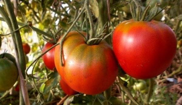 Tomato Cosmonaut Volkov: characteristics and description of the variety