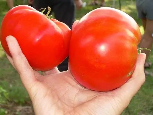 Tomato Cosmonaut Volkov: characteristics and description of the variety