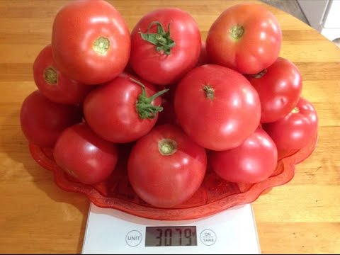 Tomato Cosmonaut Volkov: characteristics and description of the variety