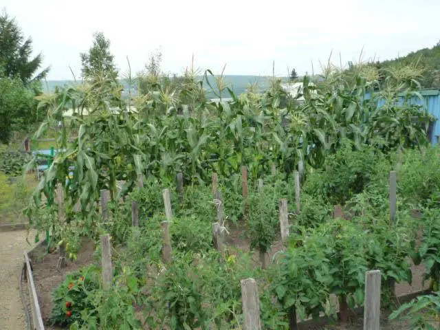 Tomato Cosmonaut Volkov: characteristics and description of the variety