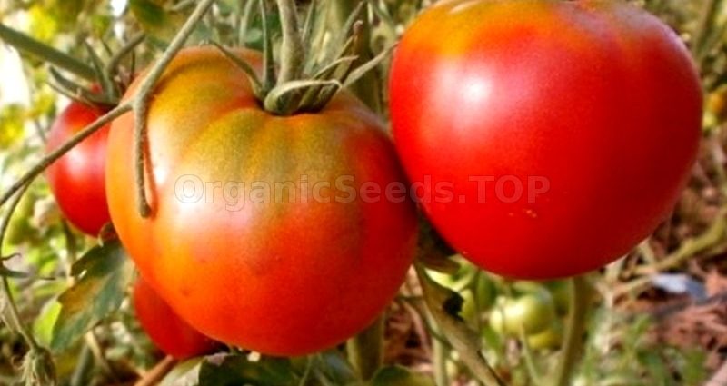 Tomato Cosmonaut Volkov: characteristics and description of the variety