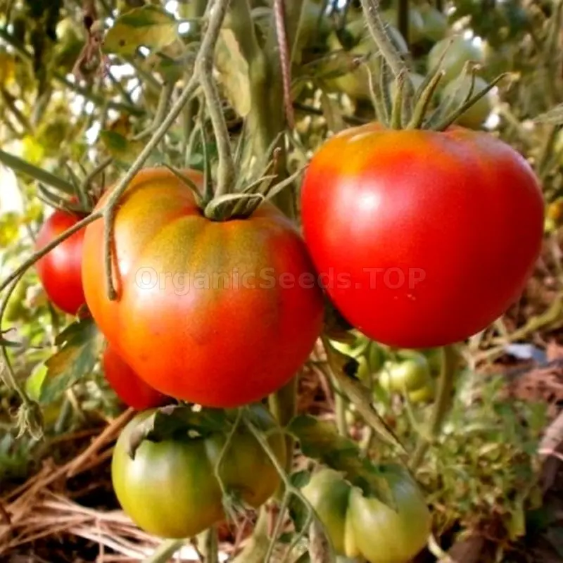 Tomato Cosmonaut Volkov: characteristics and description of the variety